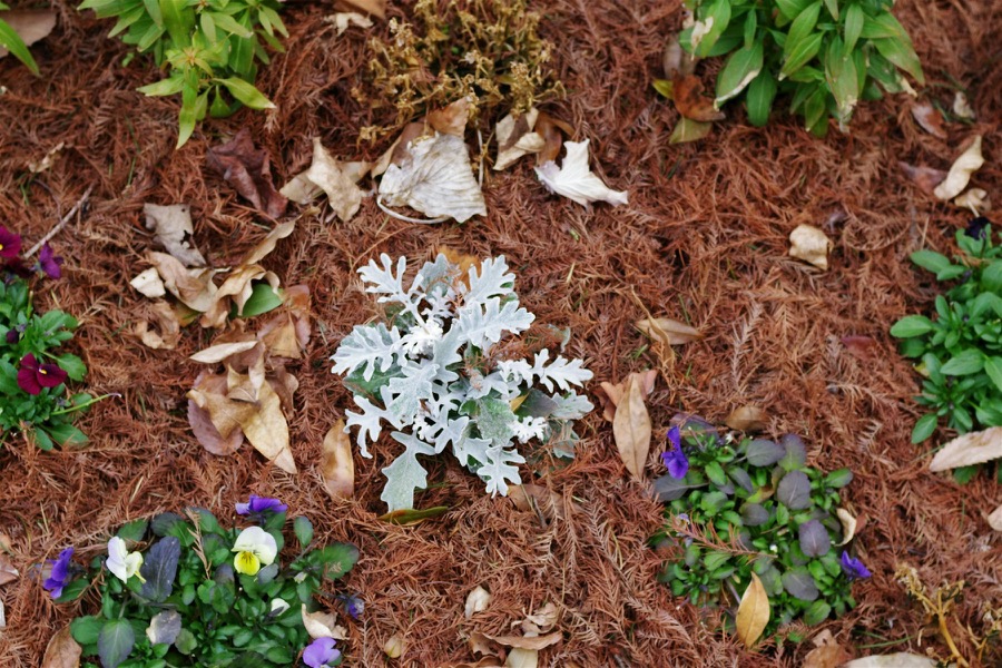 A garden bed with various plants and mulch