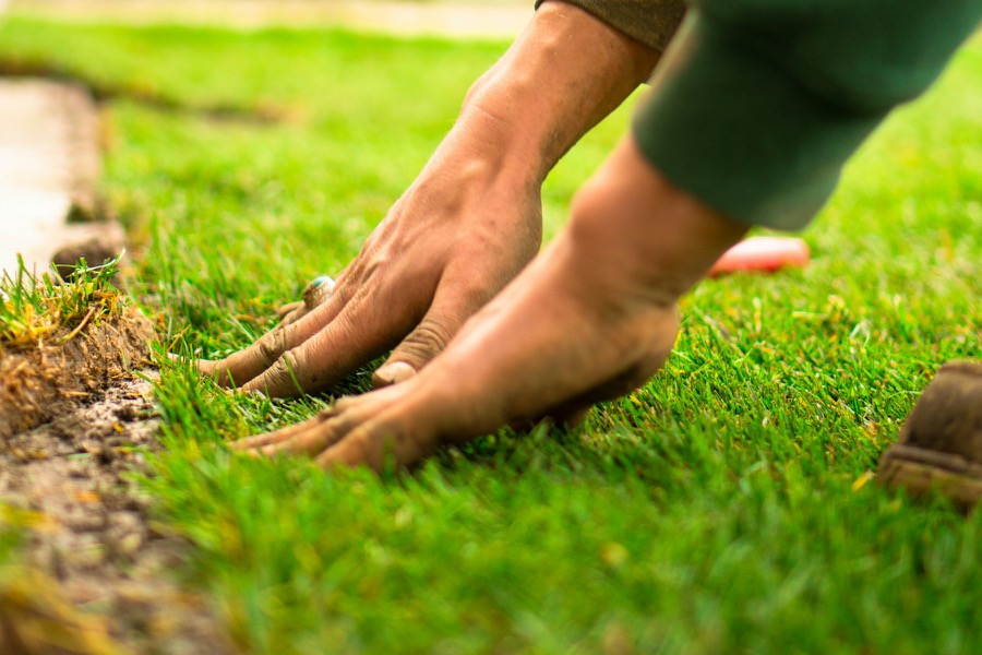 A person pressing fresh sod into soil